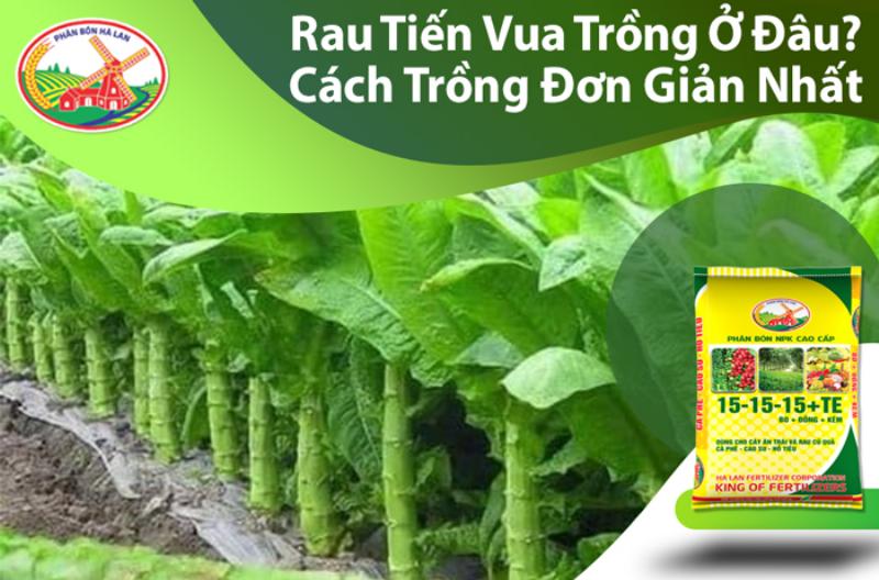 Dat phu sa toi xop chuan bi cho viec trong rau tien vua tot nhat